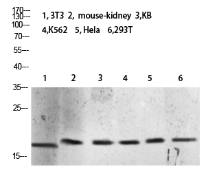 Histone H3 (Tri-Methyl-K10) Polyclonal Antibody
