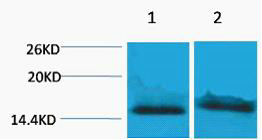 Histone H4 (Tri Methyl Lys59) Polyclonal Antibody