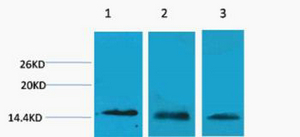 Histone H3 (Tri Methyl Lys27) Polyclonal Antibody