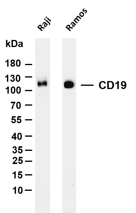 CD19 (PT0089R) PT® Rabbit mAb