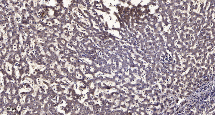 β-Tubulin Monoclonal Antibody(5G3), Biotin Conjugated