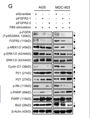 α-tubulin Monoclonal Antibody