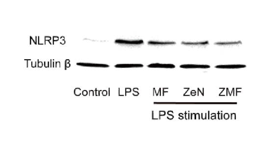 Tubulin β Polyclonal Antibody