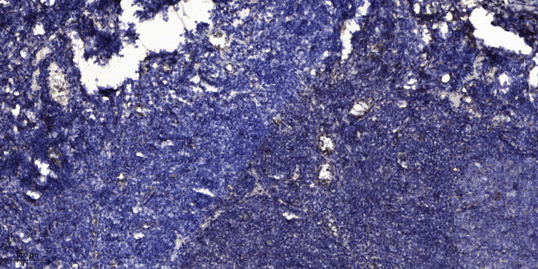 Transferrin Monoclonal Antibody(2D7)