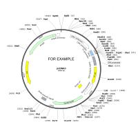 BL21-CodonPlus（DE3）-RIPL