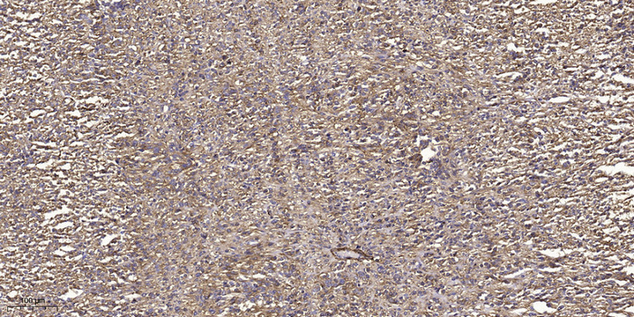 MLKL (phospho Ser358) Polyclonal Antibody