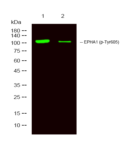 EPHA1 (Phospho Tyr605) Polyclonal Antibody