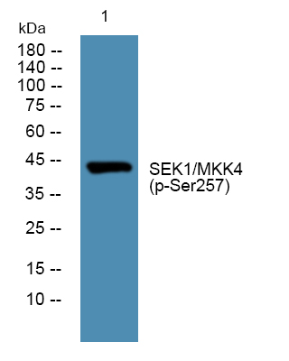 MEK-4 (phospho Ser257) Polyclonal Antibody