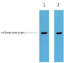 mCherry-Tag Polyclonal Antibody