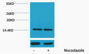 Histone H2A (Phospho Ser129) Polyclonal Antibody