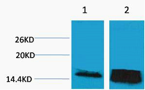 Histone H3 (Tri Methyl Lys14) Polyclonal Antibody