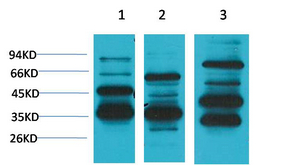 Mas1 Polyclonal Antibody