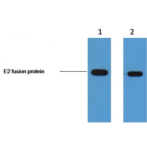E2-Tag Monoclonal Antibody4F8