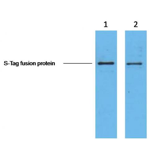 S-Tag Monoclonal Antibody3B3