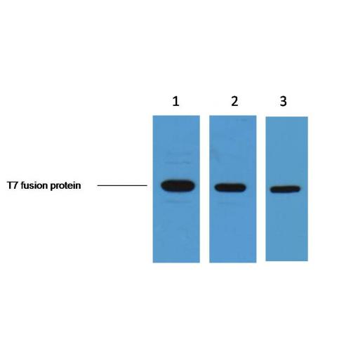 T7-Tag Monoclonal Antibody1H5