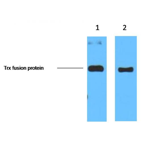 Trx-Tag Monoclonal Antibody5H9