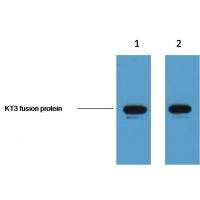 KT3-Tag Monoclonal Antibody3D11