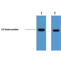 E2-Tag Monoclonal Antibody4F8