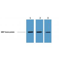 MBP-Tag Monoclonal Antibody7G2
