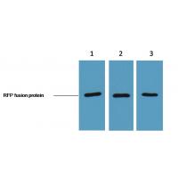 RFP-Tag Monoclonal Antibody5G4