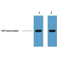 HSV-Tag Monoclonal Antibody9D7