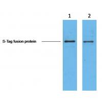 S-Tag Monoclonal Antibody3B3