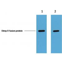 Strep-Tag II Monoclonal Antibody7A10