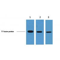 T7-Tag Monoclonal Antibody1H5