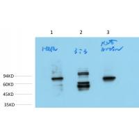 RanbP3 Mouse Monoclonal Antibody