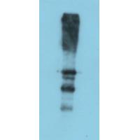 Monkeypox Virus A27L Rabbit Polyclonal Antibody