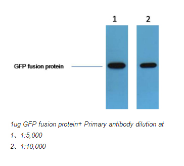 GFP-Tag Polyclonal Antibody