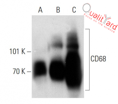 CD68 Antibody (KP1)