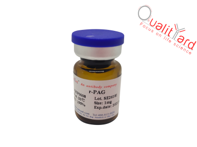 重组蛋白A蛋白G融合蛋白,r-PAG  纯度：≥95%，适合偶联琼脂糖珠/磁珠等