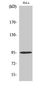 GR (phospho Ser211) Polyclonal Antibody