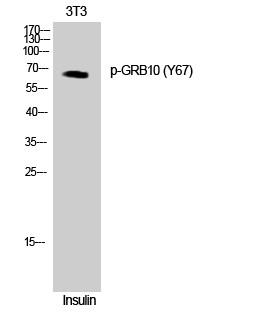 GRB10 (phospho Tyr67) Polyclonal Antibody