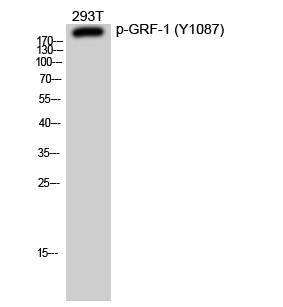 GRF-1 (phospho Tyr1087) Polyclonal Antibody