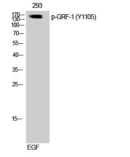 GRF-1 (phospho Tyr1105) Polyclonal Antibody