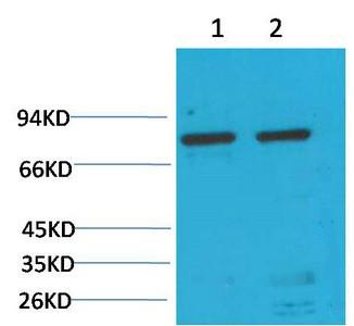GRP78/Bip Monoclonal Antibody(10C9)