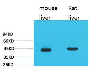  Western blot analysis of 1) Mouse Liver Tissue, 2) Rat Liver Tissue using HAO1 Monoclonal Antibody.