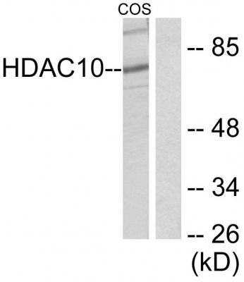  Western blot analysis of lysates from COS7 cells, using HDAC10 Antibody. The lane on the right is blocked with the synthesized peptide.