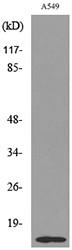  Western blot analysis of lysate from A549 cells, using H2B (Acetyl-Lys126) Antibody.