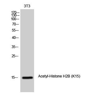 Histone H2B (Acetyl Lys15) Polyclonal Antibody