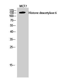  Western Blot analysis of MCF7 cells using Histone deacetylase 6 Polyclonal Antibody diluted at 1：2000