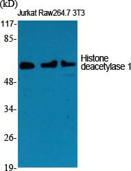 Histone deacetylase 1 Polyclonal Antibody