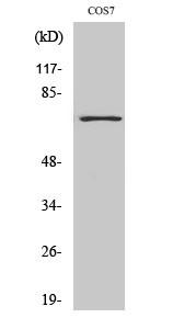  Western Blot analysis of various cells using Histone deacetylase 10 Polyclonal Antibody diluted at 1：1000