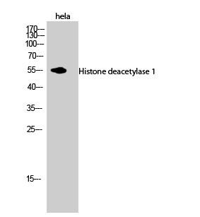  Western Blot analysis of hela cells using Histone deacetylase 1 Polyclonal Antibody diluted at 1：1000