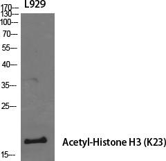 Histone H3 (Acetyl Lys23) Polyclonal Antibody