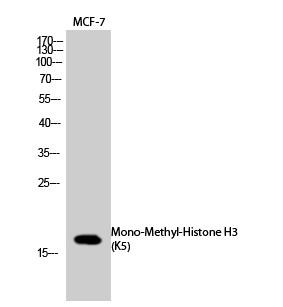 Histone H3 (Mono Methyl Lys5) Polyclonal Antibody