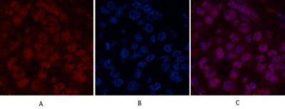 Histone H2B Monoclonal Antibody(Mix)