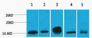  Western blot analysis of 1) Hela, 2) 3T3, 3) Raw264.7, 4) Rat Brain, 5) Rat Kidney, diluted at 1:2000. cells nucleus extracted by Minute TM Cytoplasmic and Nuclear Fractionation kit (SC-003,Inventbiotech,MN,USA).